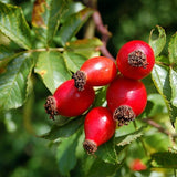 Hybenkerneolie Ø fra Alteya Organics